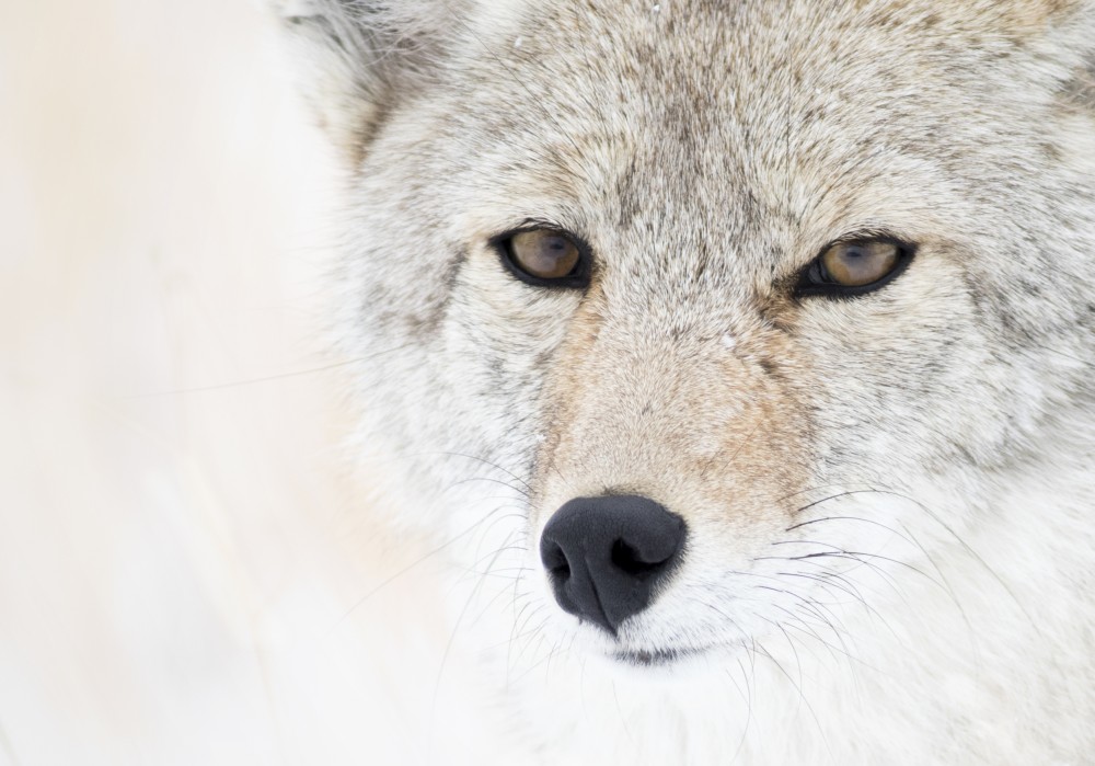 April 2015 Winner: Mouser Williams — Coyote