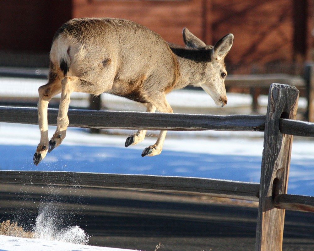 Martin_cooper_20111210_4782_White-tailed_Deer_Small
