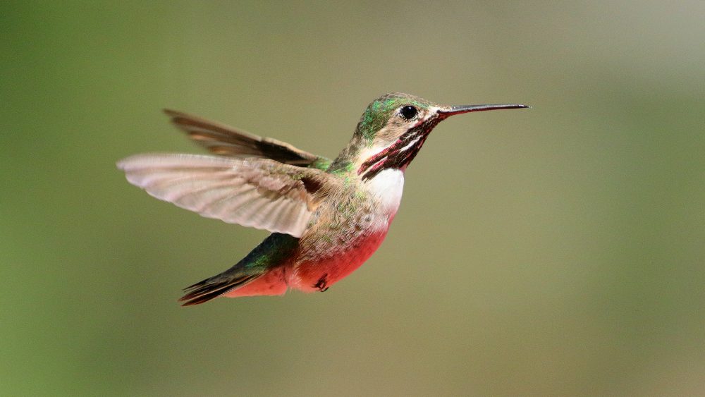 Winner_Bob_Calliope Hummingbird (Male) (2295)