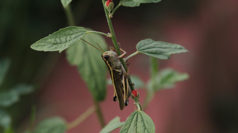 rozelle_img_1610grasshopper2