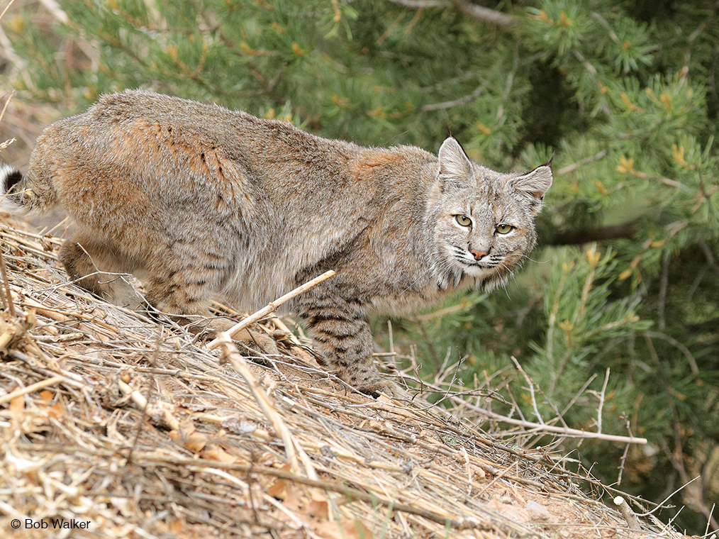 Bobcat-Bob-Walker